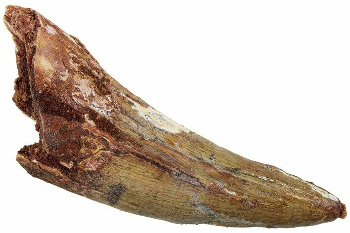 Fossil Spinosaurus Tooth - Curved Premax Tooth #227245